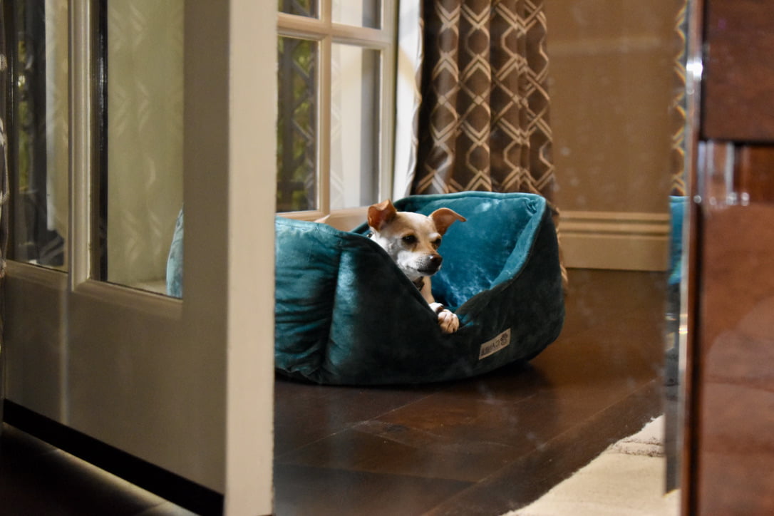 Micro-Plush Dog Bed